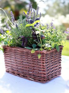 A beautiful miniature kitchen herb garden in a basket.