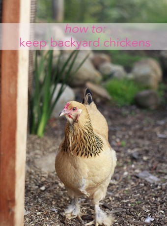 A beautiful tan furry-footed chicken. Text overlay reads "how to keep backyard chickens"