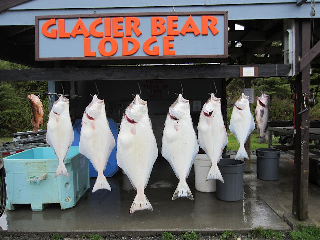 6 large freshly caught Alaskan halibut hang on a line in front of a sign in Alaska that reads "Glacier Bear Lodge"