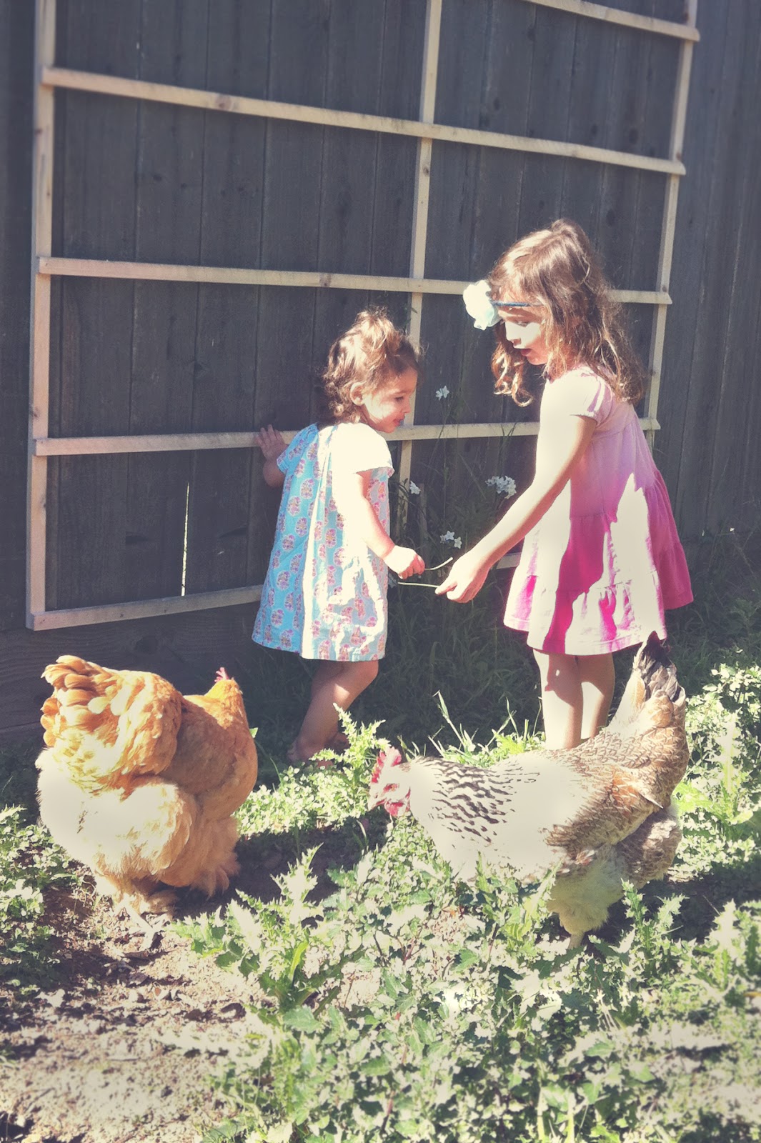 Two little girls play as two chickens forage. 
