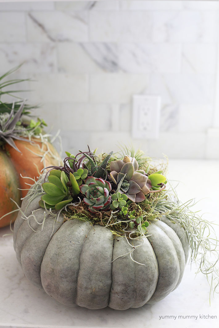 Pumpkins topped with succulents make a beautiful and easy fall centerpiece! 