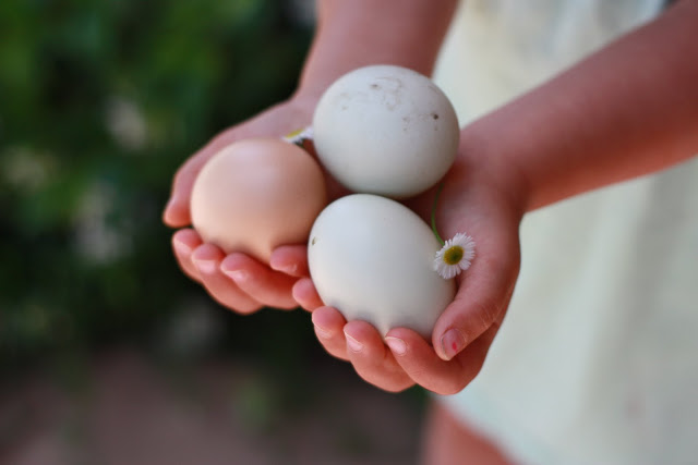 A beautiful photo of a girl's hands holding three heritage chicken eggs. 