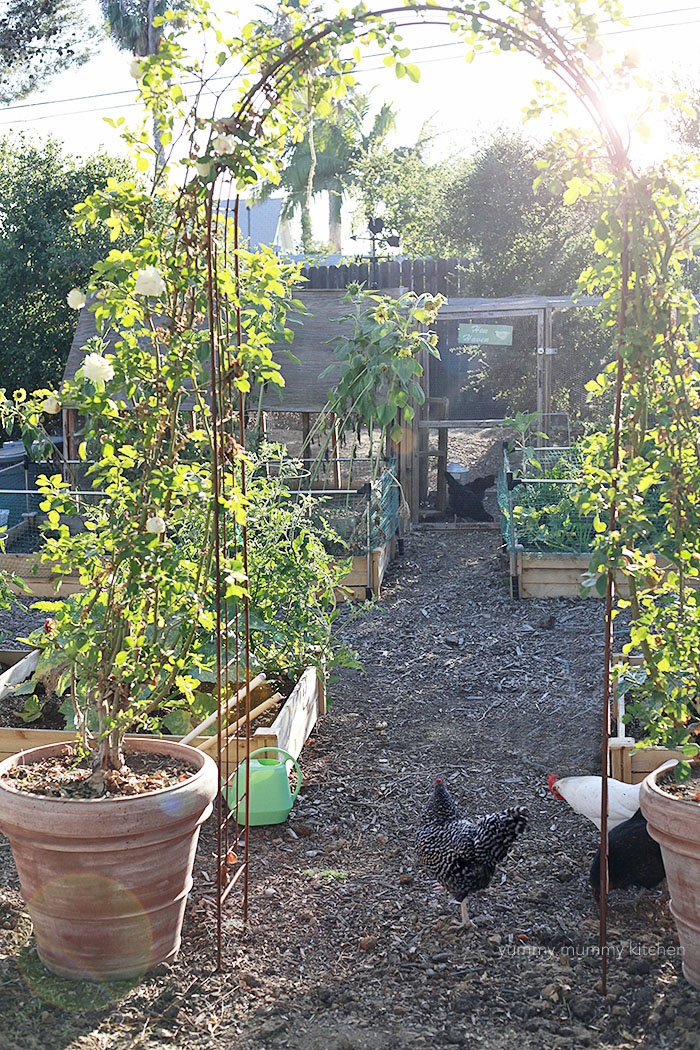A backyard vegetable garden with chicken coop in the background. 