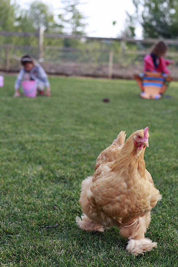 A furry footed buff cochin chiken runs in a backyard while little girls play in the background. 