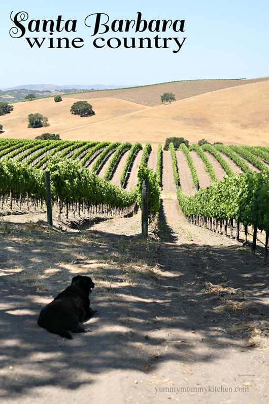 A beautiful vineyard in Santa Ynez, CA. 