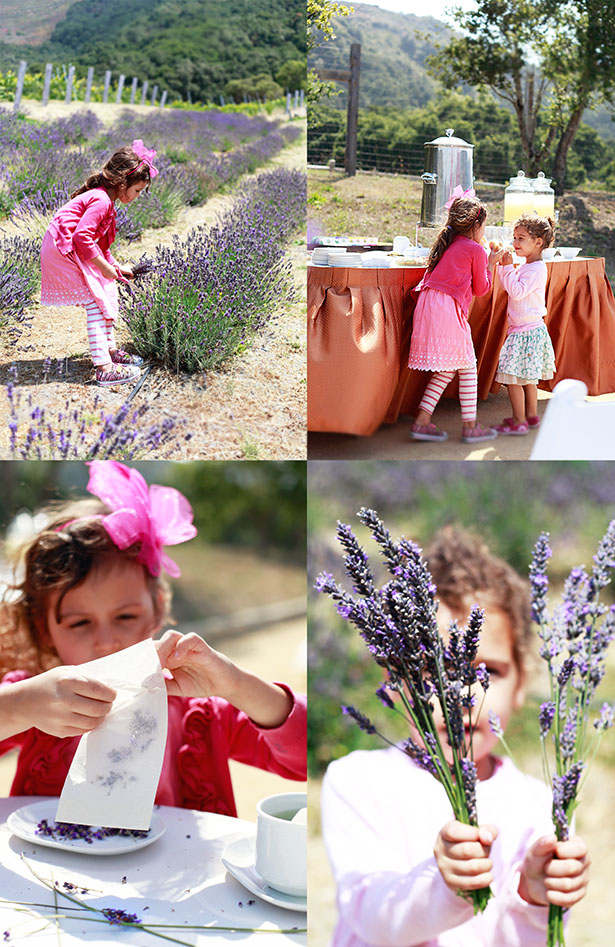 4 photos of children picking lavender in a field and making lavender tea. 