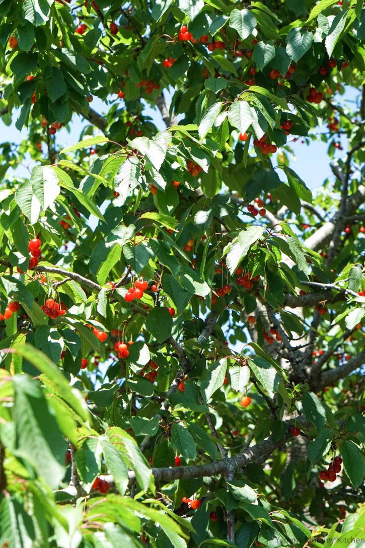 Looking up into a cherry tree with green leaves and red cherries. 