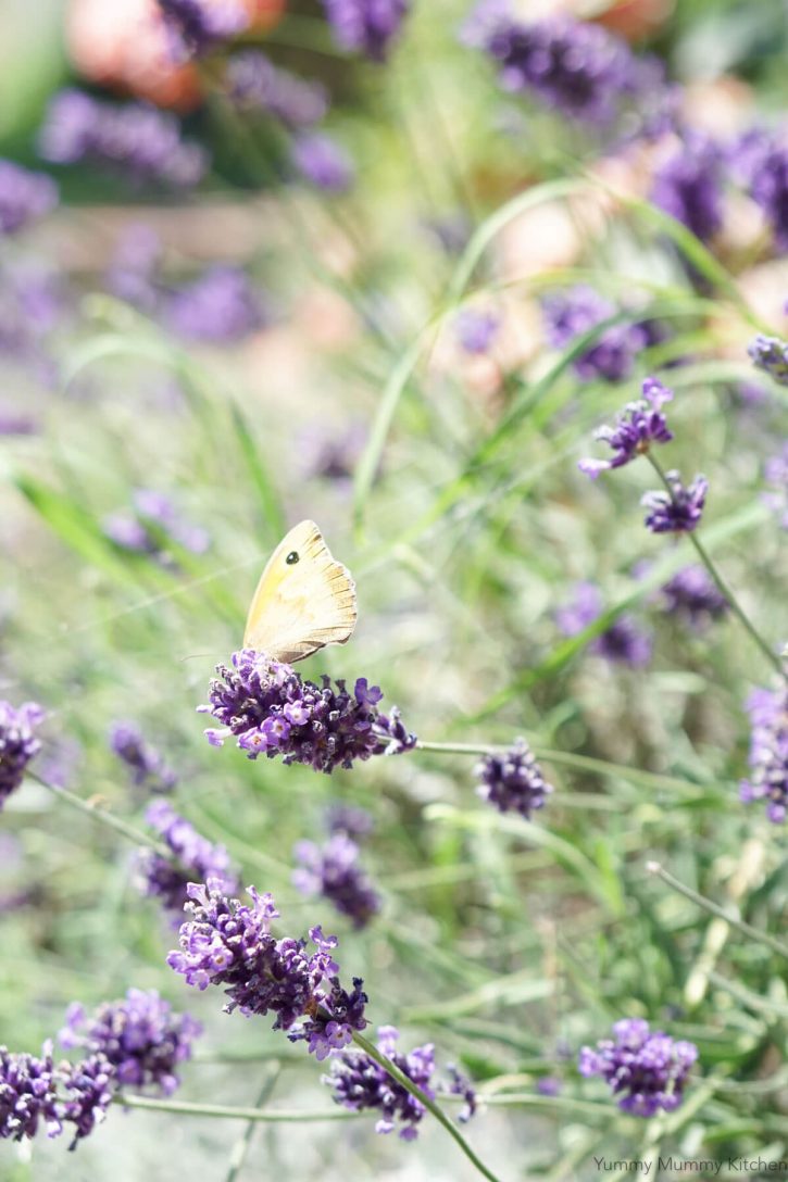 A butterfly sits on a lavender flower. 