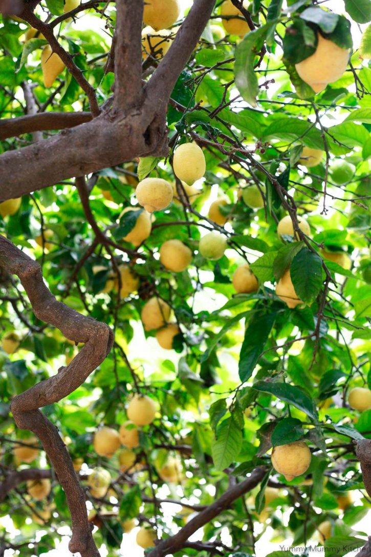 Looking up into a large lemon tree filled with lemons perfect for making homemade lemonade. 