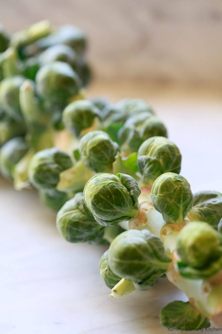 A stalk of Brussels sprouts. 
