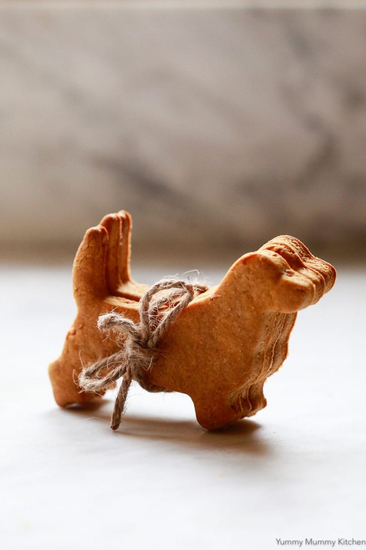 How to make homemade dog treats! Dogs love this easy homemade pumpkin peanut butter dog treat recipe! DIY dog treats are perfect for training or snacks.