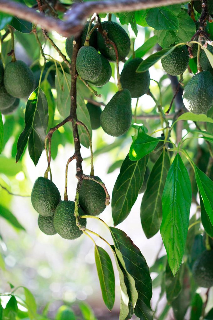 How to Freeze Avocados