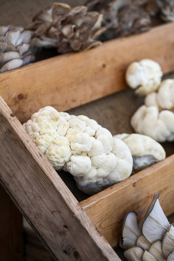 A wooden display filled with oyster mushrooms and lion's mane mushrooms at the Santa Barbara farmers market. 