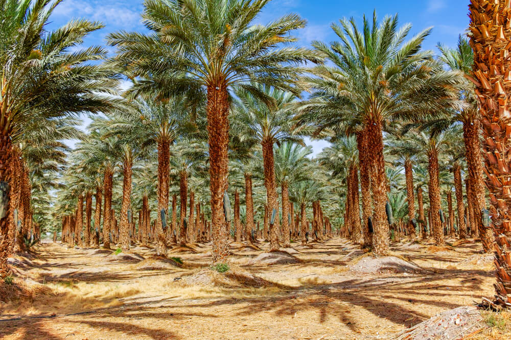 Photo of Medjool date palm trees growing in Israel. 