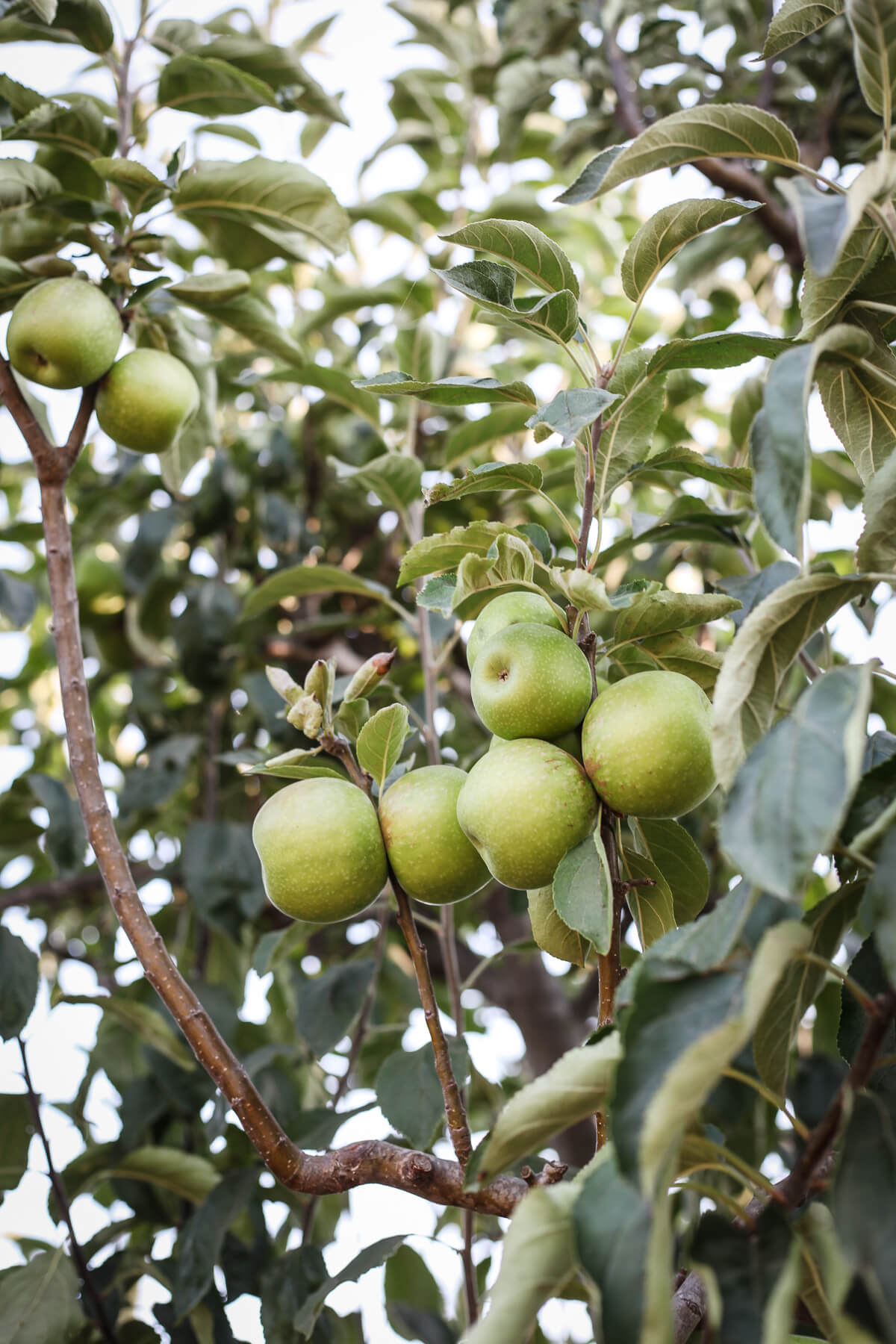 Different Types of Apples