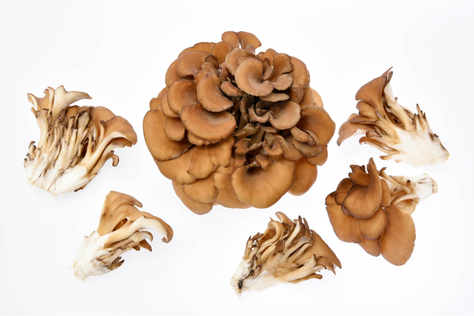 An overhead photo of maitake, also known as hen of the woods, mushrooms on a white background. 