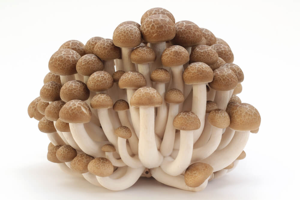 A bundle of Shimeji or brown Beech mushrooms on a white background. 