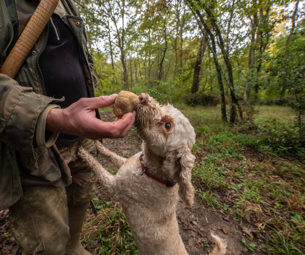 A dog sniffs a white truffle in a truffle hunter's hand in an Italian forest.