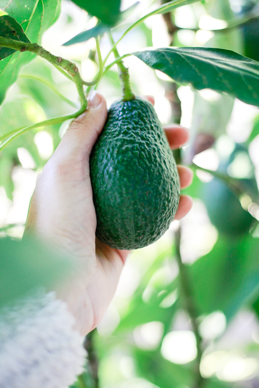 A hand picks a green avocado from a tree. 