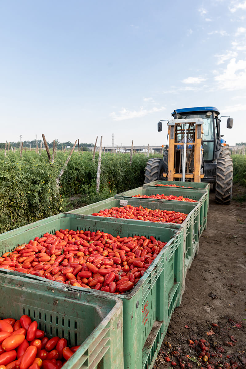 A tractor pulls large crates filled with fresh San Marzano tomatoes in a field in Italy. 