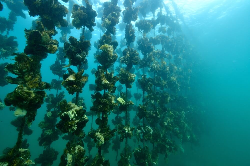 An underwater photo of oysters growing in clusters on hanging ropes. 