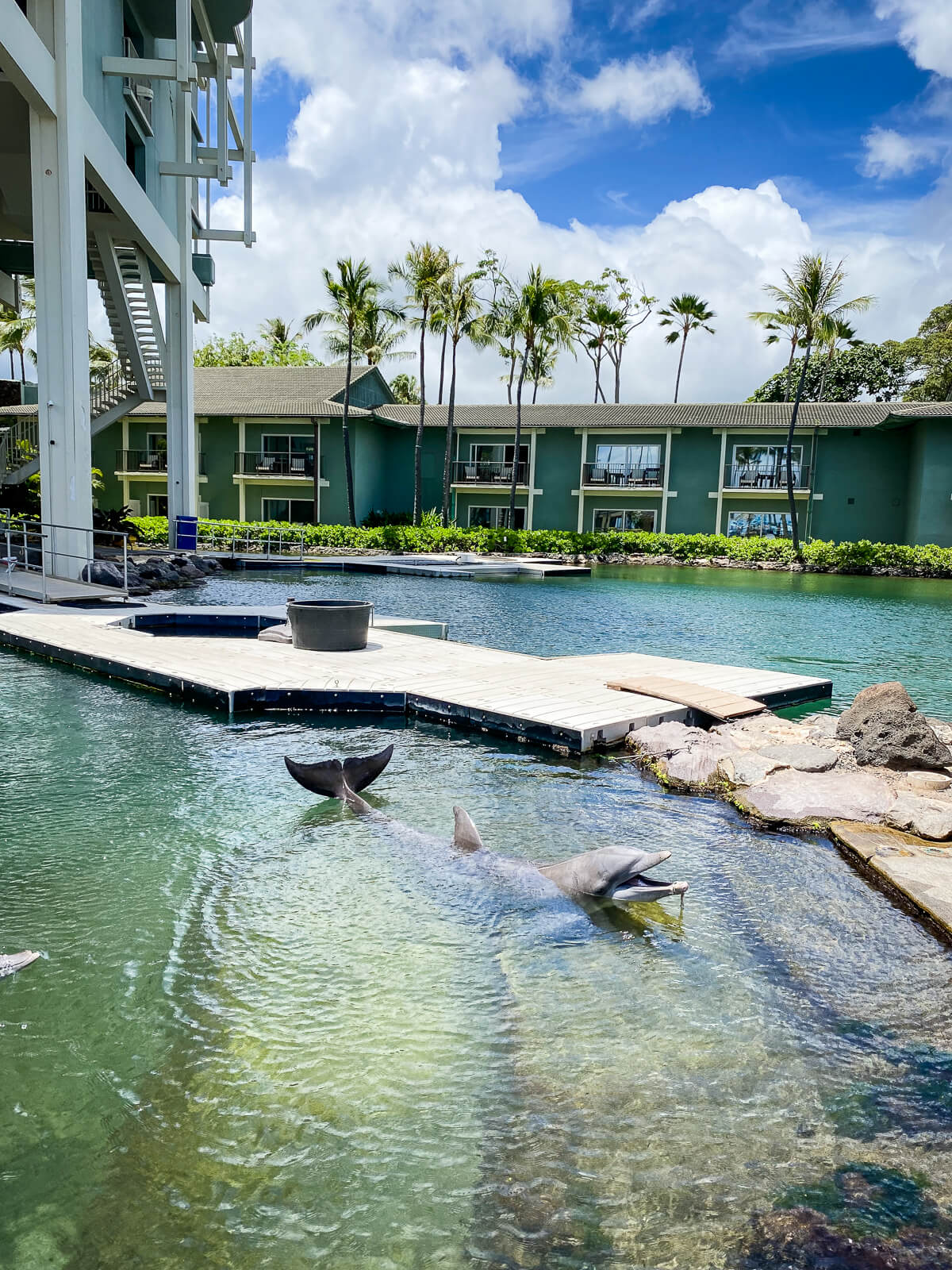 An Atlantic Bottlenose Dolphin in a manmade lagoon at the Kahala hotel and resort. 