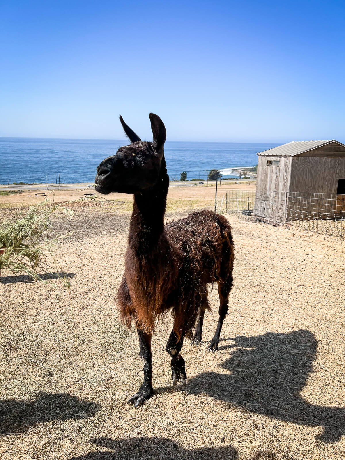A black llama nibbles hay at El Capitan Canyon with the Santa Barbara ocean in the background. 