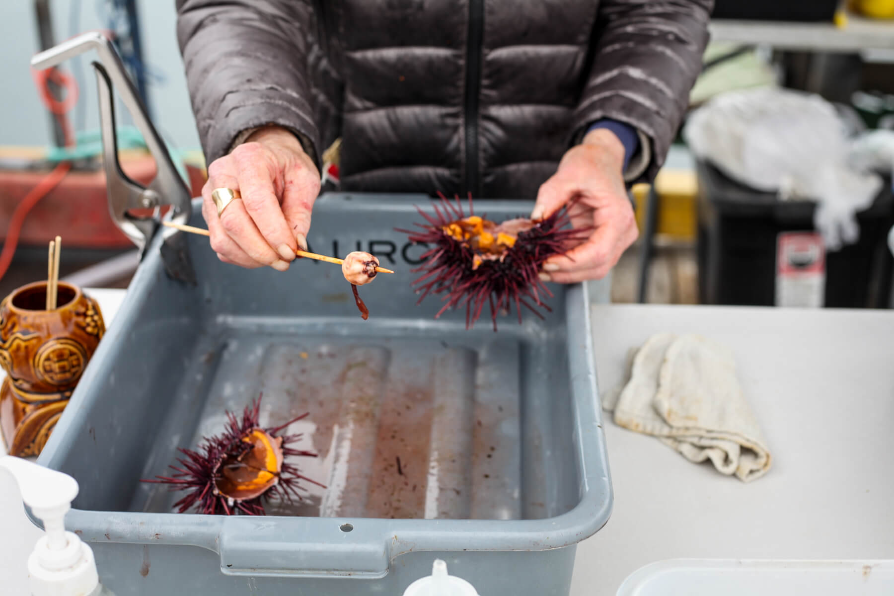 A purple sea urchin is cracked in half and mouth removed on a wooden skewer.