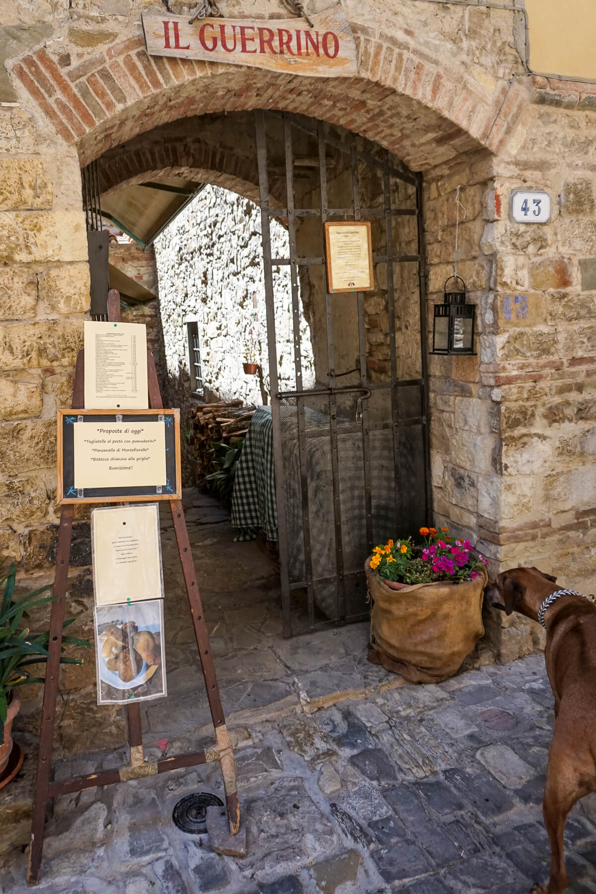 A dog looks into a typical Tuscan Italian restaurant entrance. The sign above reads "Il Guerrino" in red. 