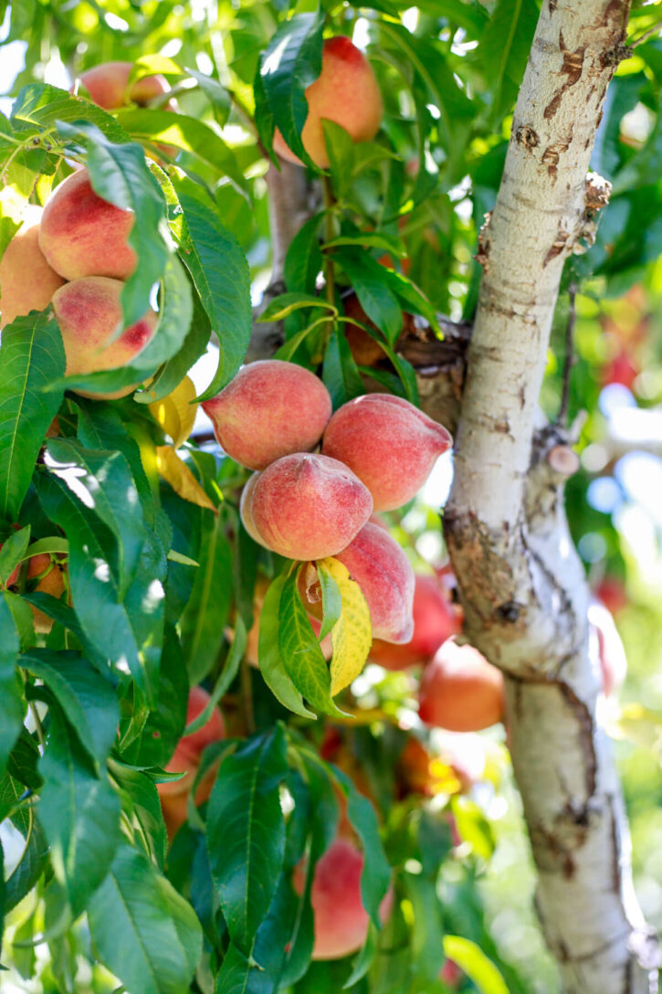 How to Ripen Peaches + How to Tell if a Peach is Ripe Yummy Mummy Kitchen