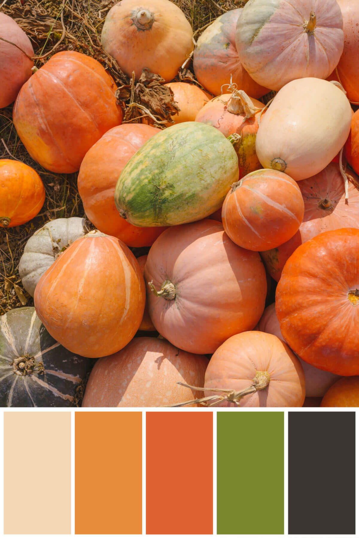 Colorful pumpkins outside on straw with a traditional Thanksgiving color palette below with colors tan, orange, dark orange, green, and dark grey. 