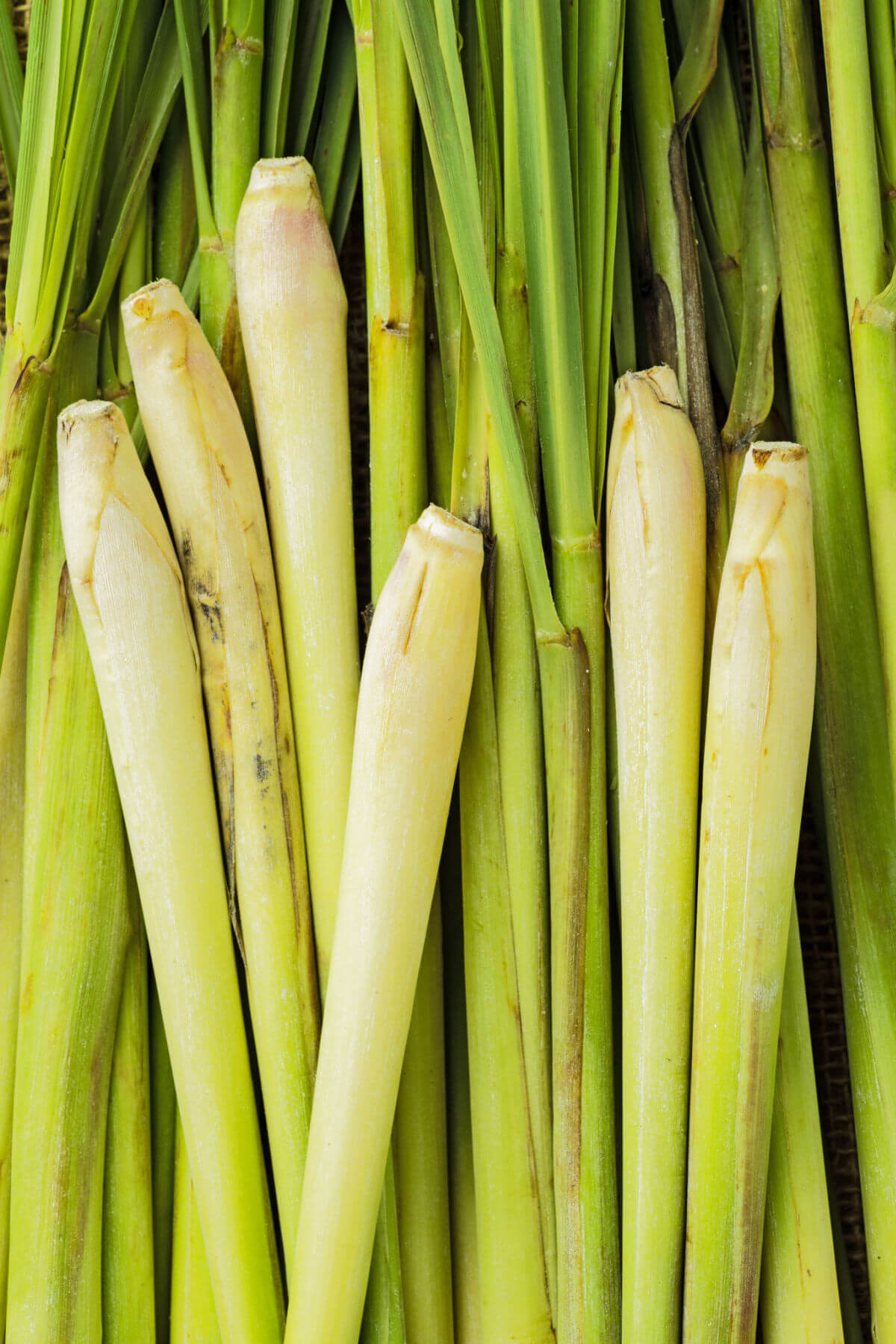 A close-up photo of a pile of lemongrass stalks. 
