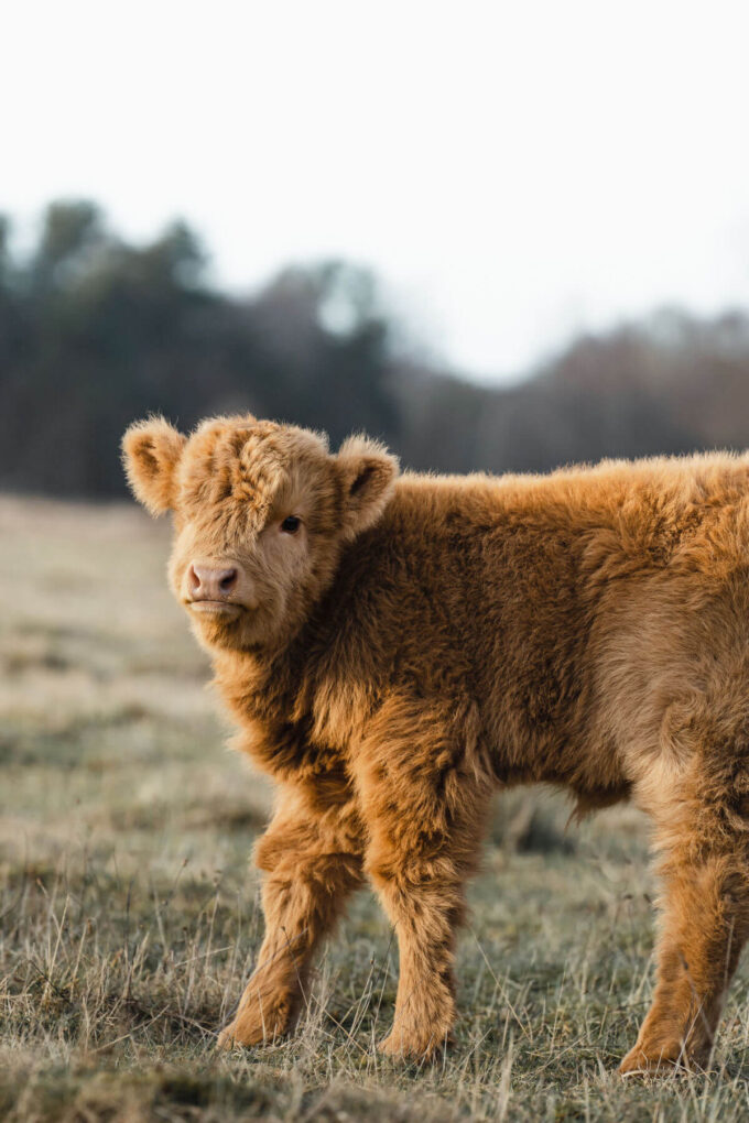 Scottish Highland Cows Adorable Fluffy Long Haired Cow Facts Scottish Highland Cows Adorable Fluffy Long Haired Cow Facts