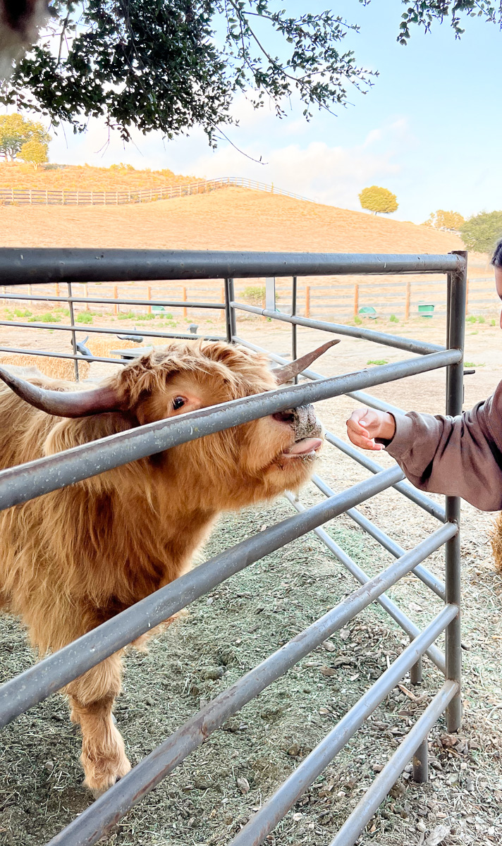 A mini highland cow licks a girls hand in a pen in California. 