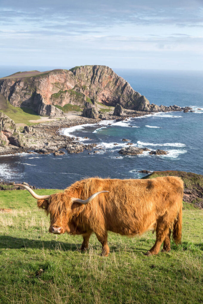 Scottish Highland Cows Adorable Fluffy Long Haired Cow Facts!
