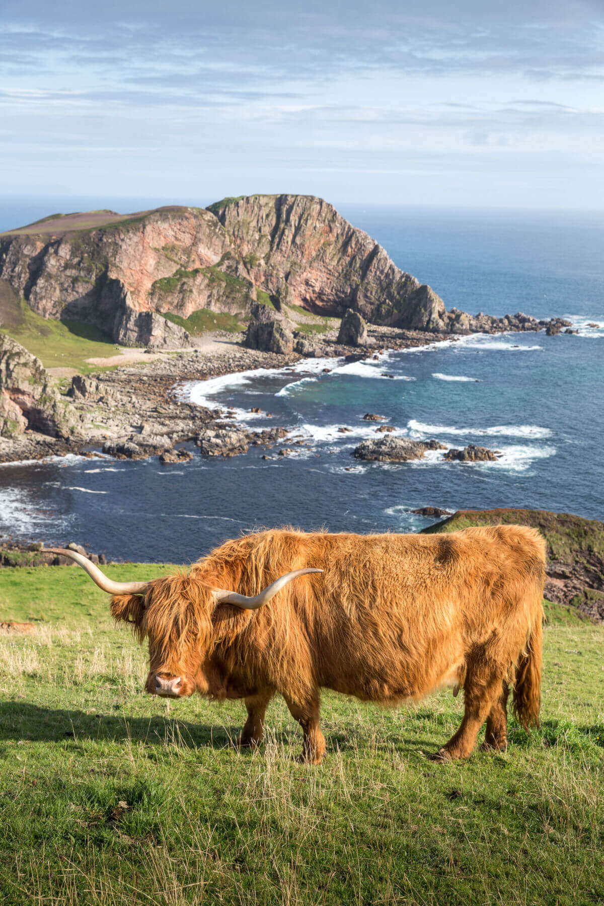 An adult long-haried Scottish highland cow with long horns on the coastline of Islay, Inner Hebrides, Scotland. 