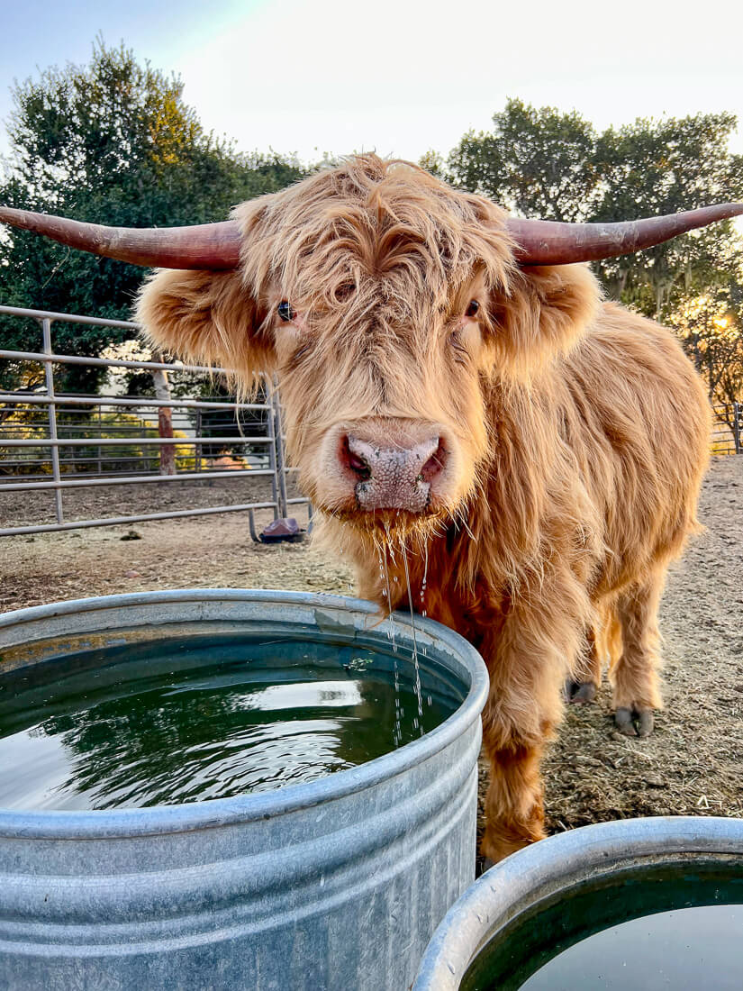 A fluffy Scottish highland cow drinks water at the Carmel Valley Ranch. 