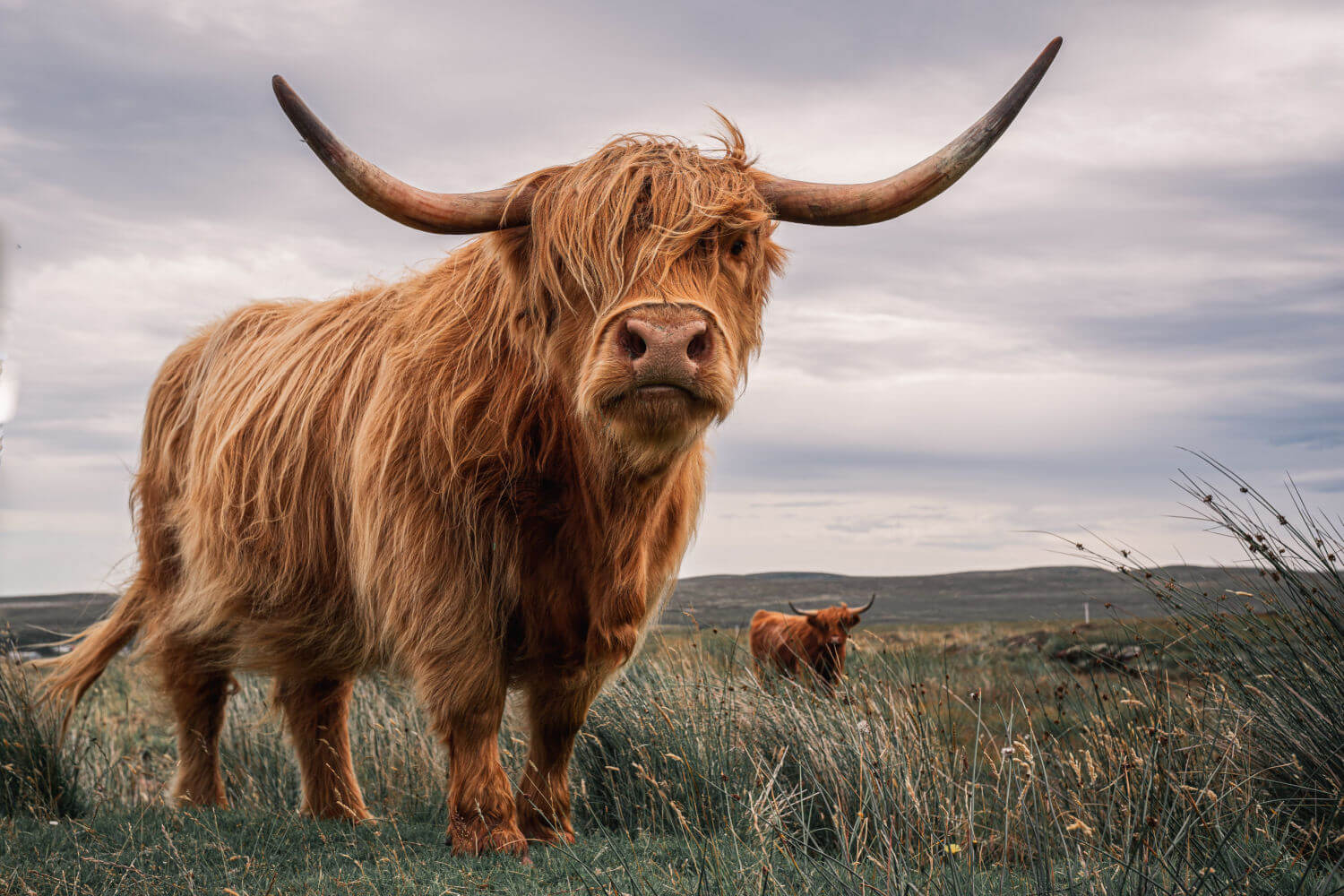 A long haired Scottish Highland cow with long horns a field in Scottland. Another cow is seen in the background. 