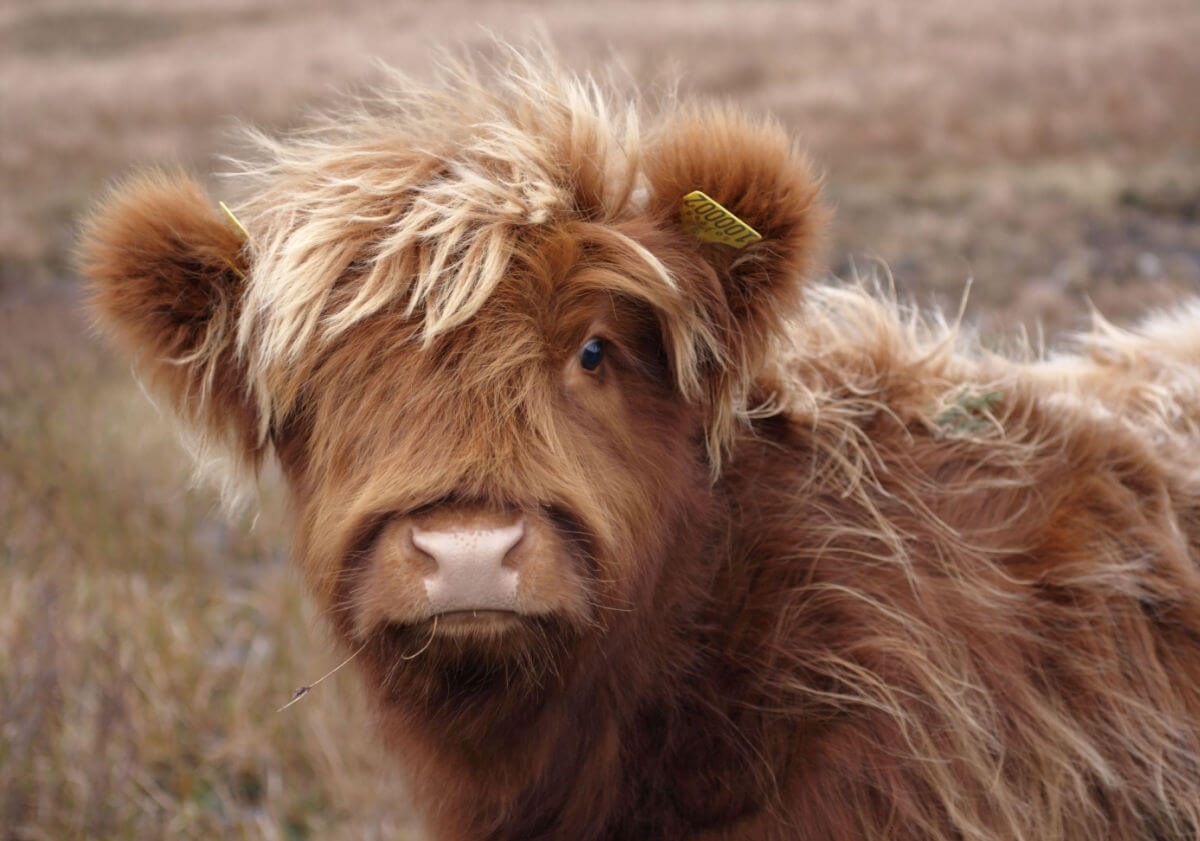 A close-up of a ginger fluffy baby Scottish Highland Cow. 