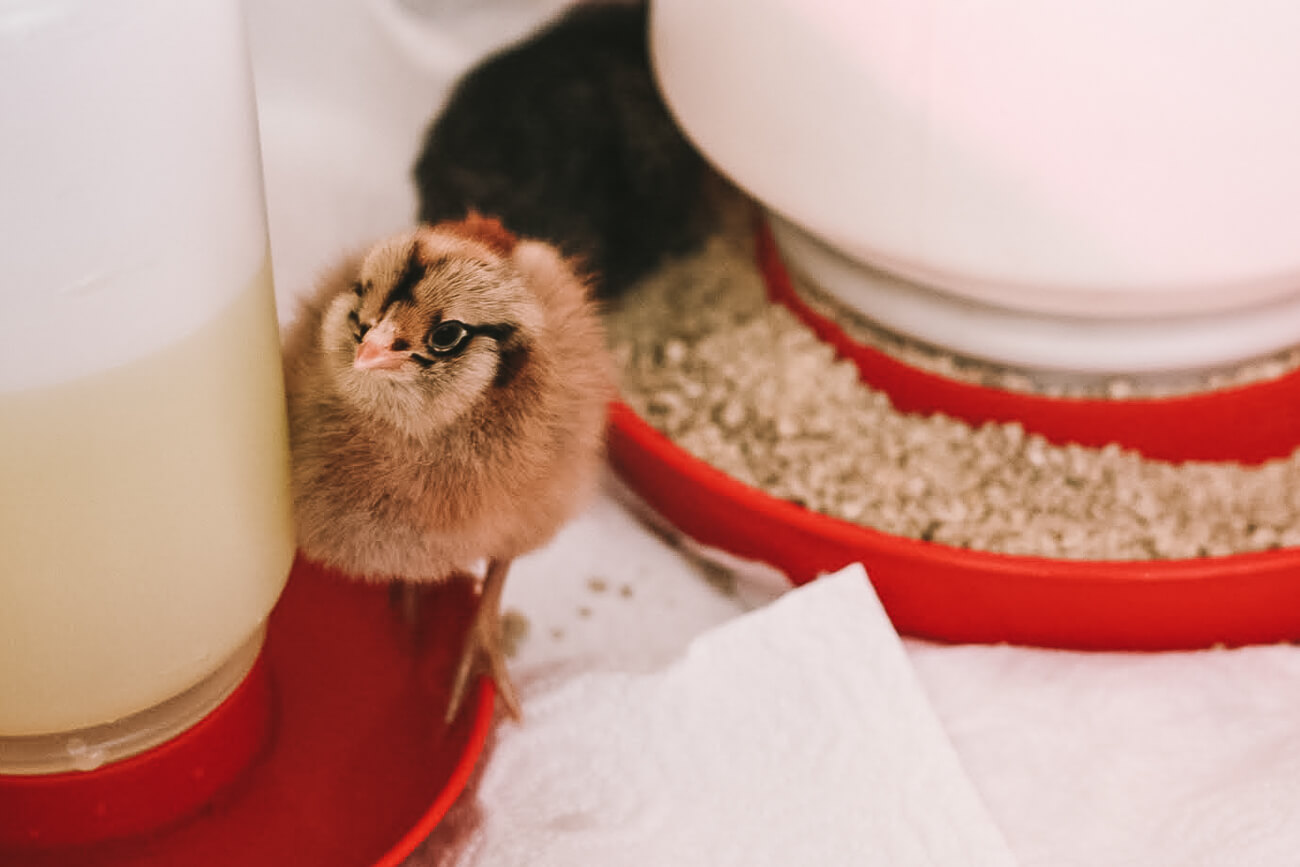 A day-old Easter Egger chick stands near a water feeder. 