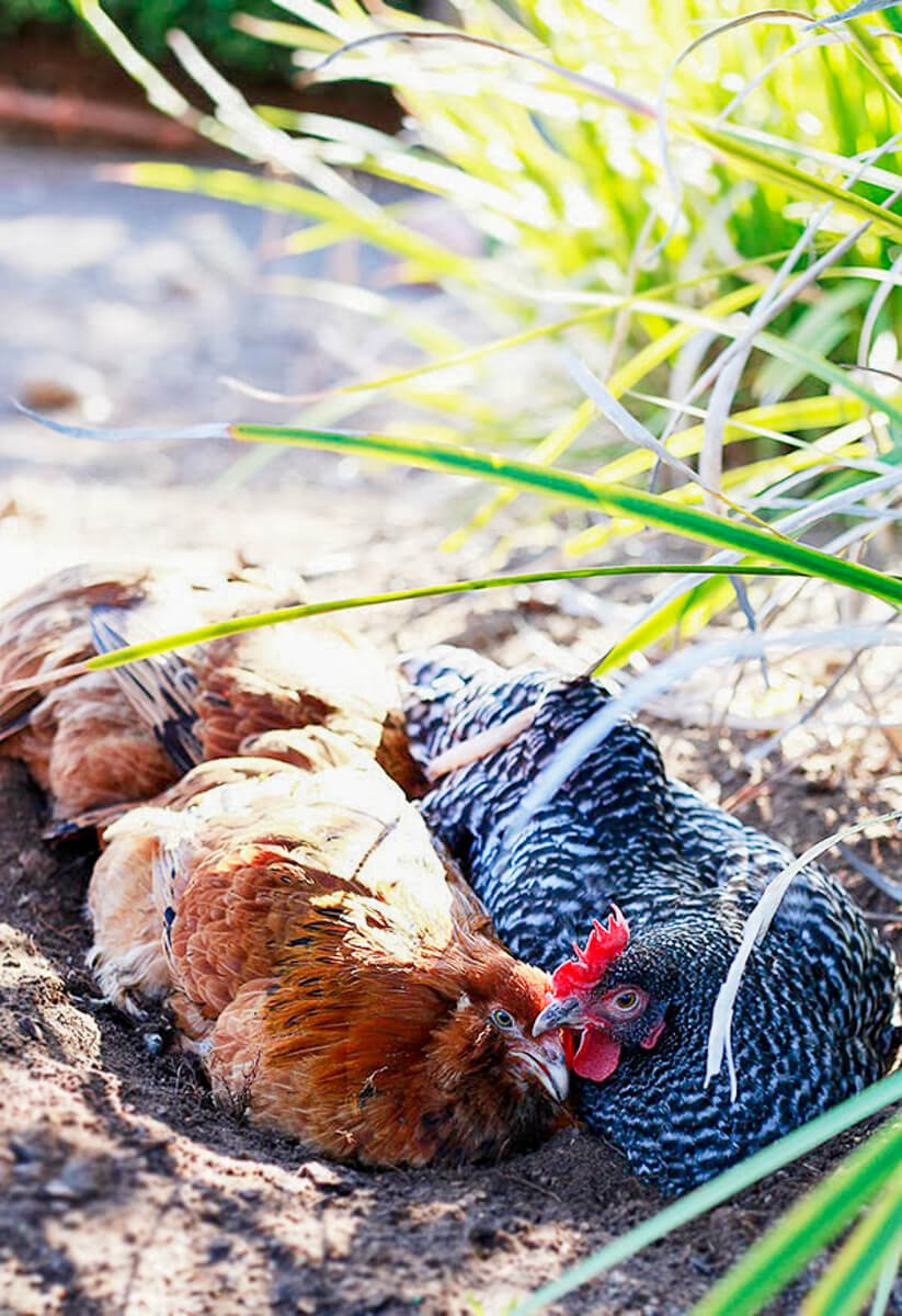 Three chickens take a dust bath shaded by a bush. 
