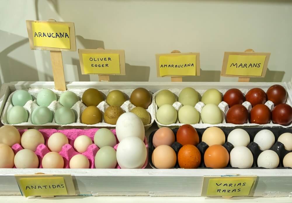 Cartons of colorful Easter Egger, Maran, Olive Egger eggs. 