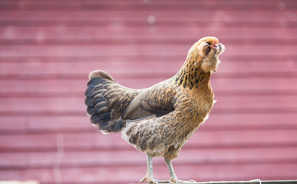 A brown Ameraucana chicken stands on a fence. 