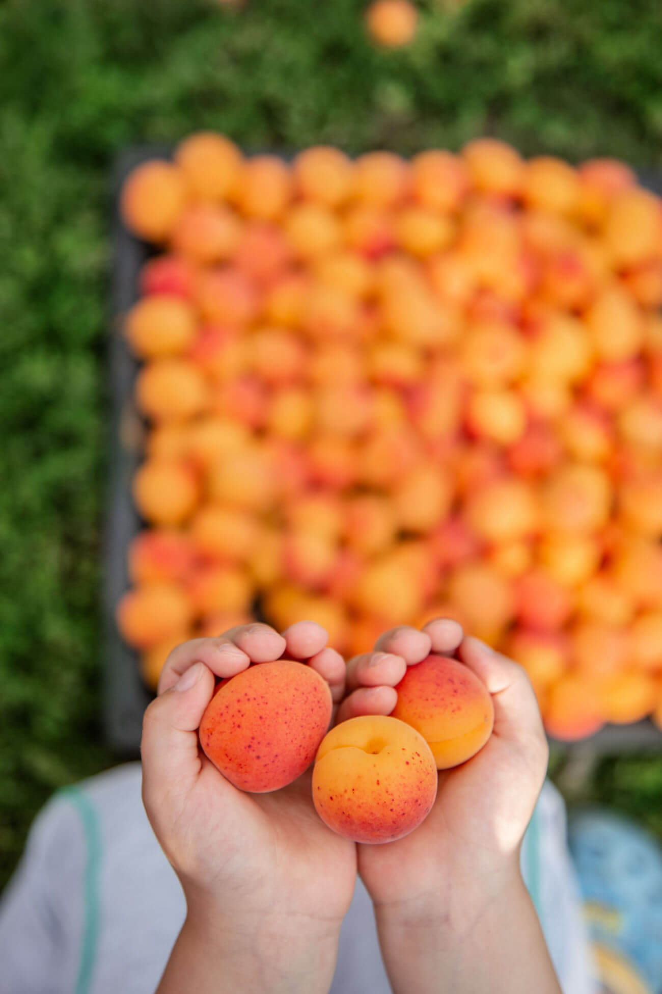 A child's hands hold three ripe apricots. Many freshly picked apricots can be seen in the background on the grass. 