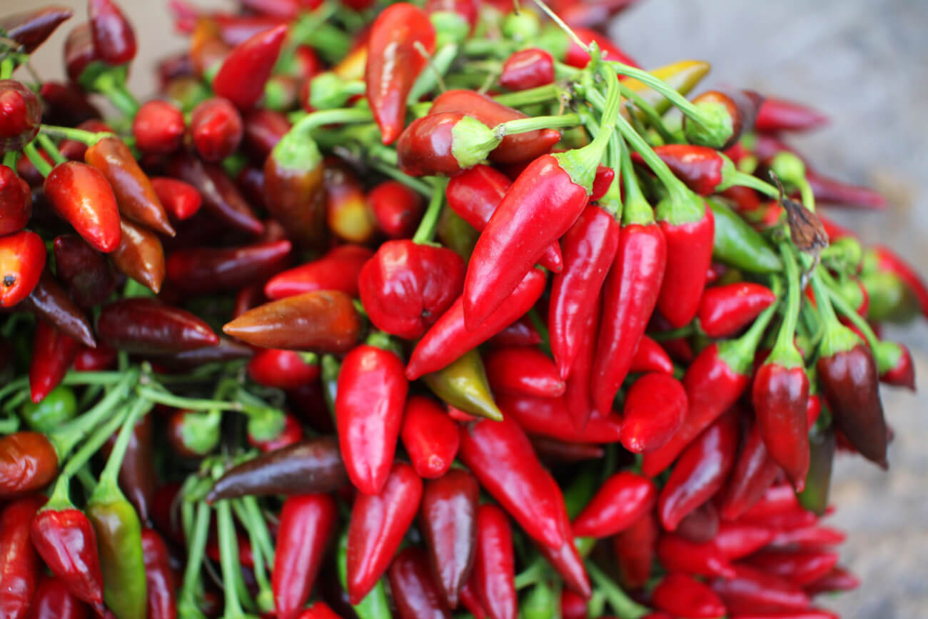 Bunches of fresh red Italian Peperoncino chili peppers. 
