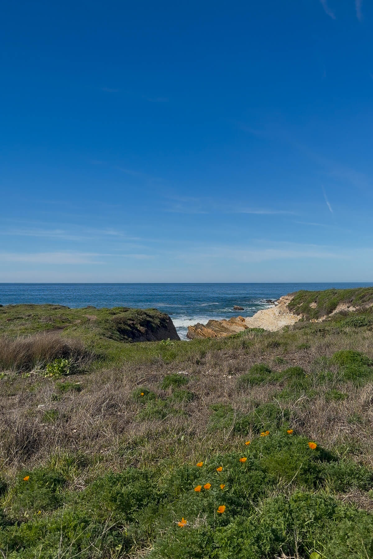 Montaña de Oro Coastal trail views with California Poppies and the Pacific Ocean at Montaña de Oro State Park near Morro Bay, California