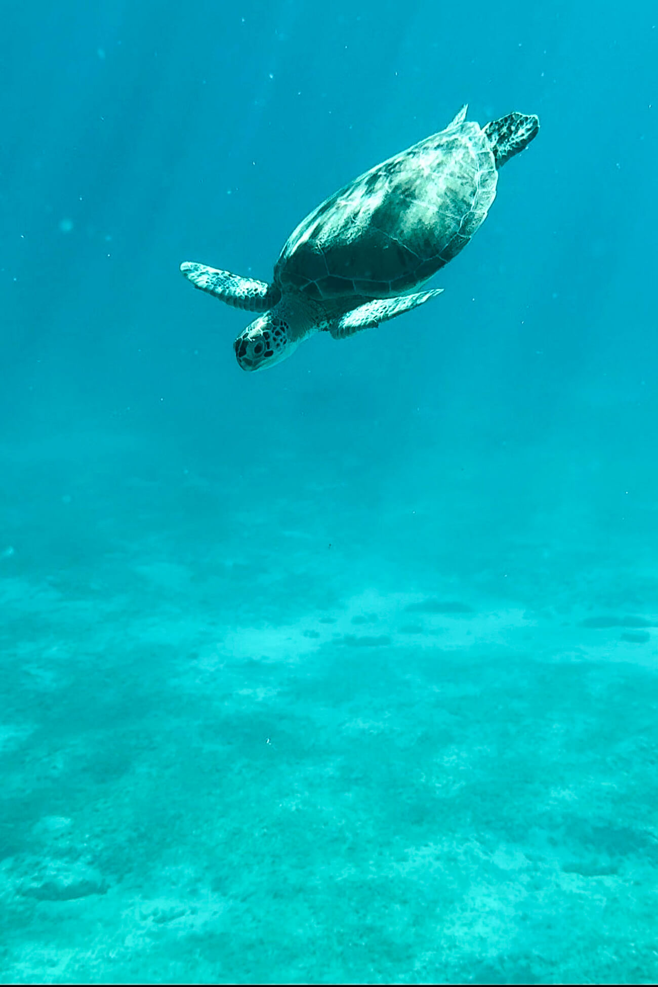 Sea Turtle Snorkeling in Mustique Sea turtle swimming through clear turquoise Caribbean water while snorkeling off Mustique Island.