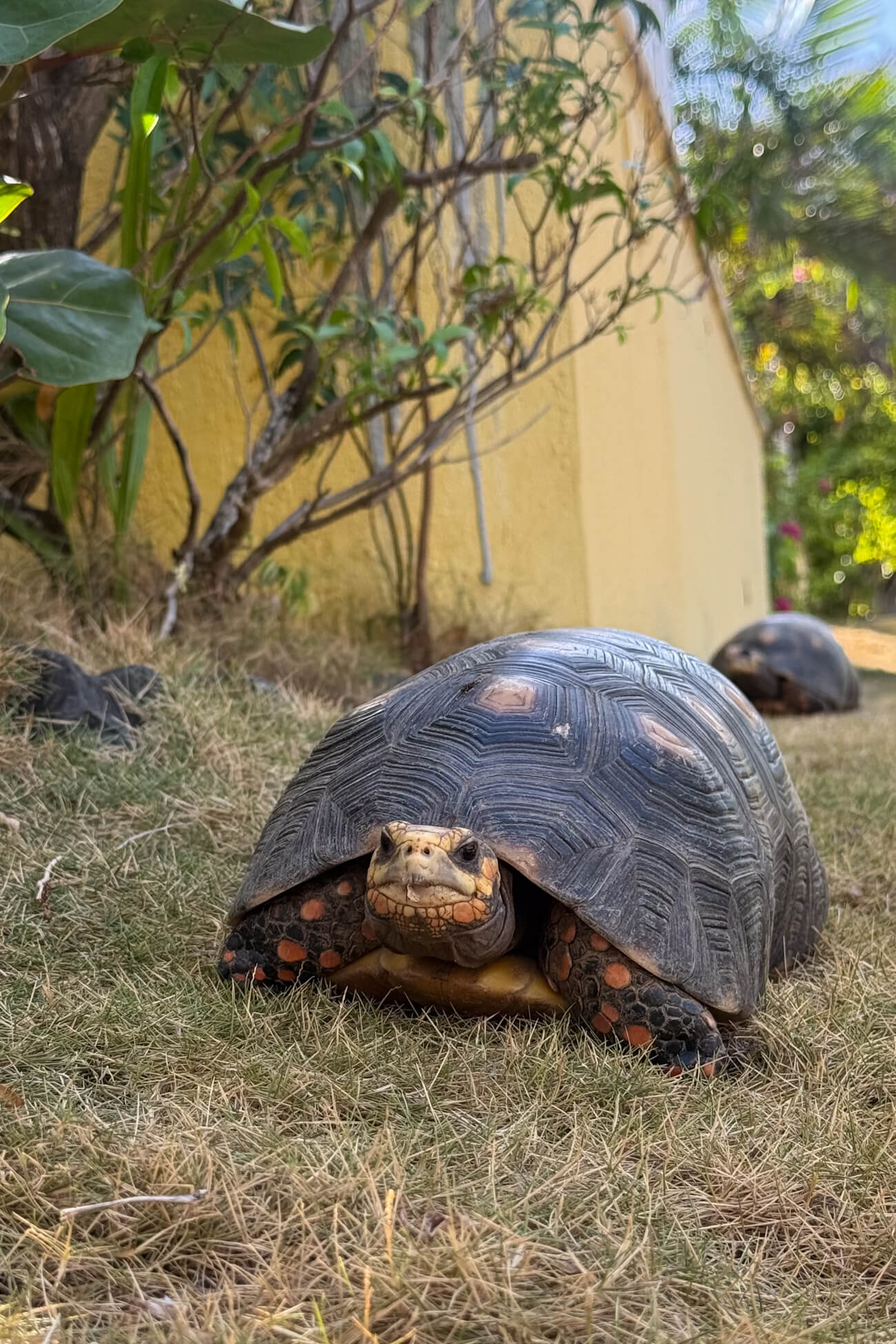Tortoise on Mustique Island Red-footed tortoise walking through a tropical garden on Mustique Island in St. Vincent and the Grenadines.