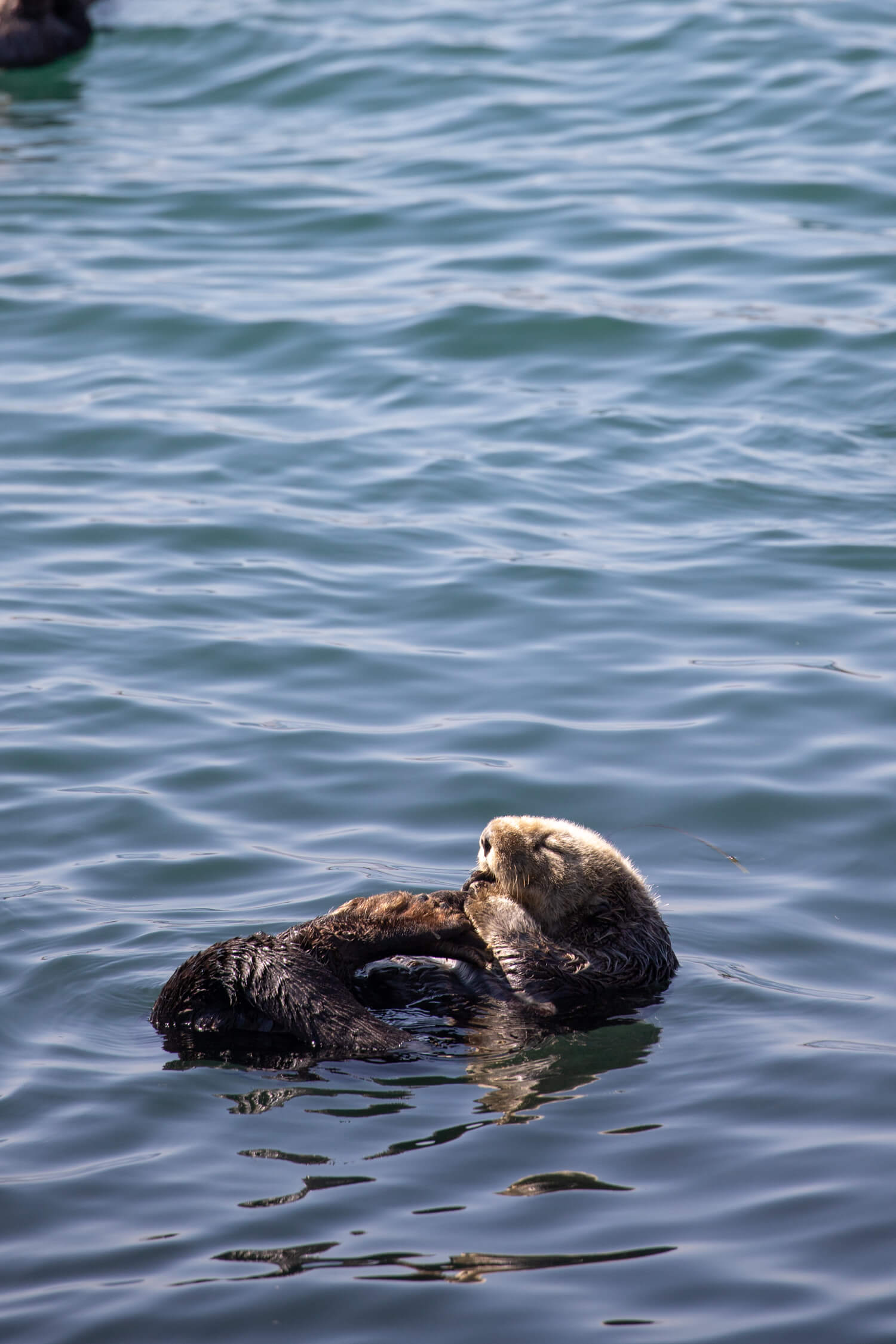 Sea Otter A sea otter in Morro Bay.