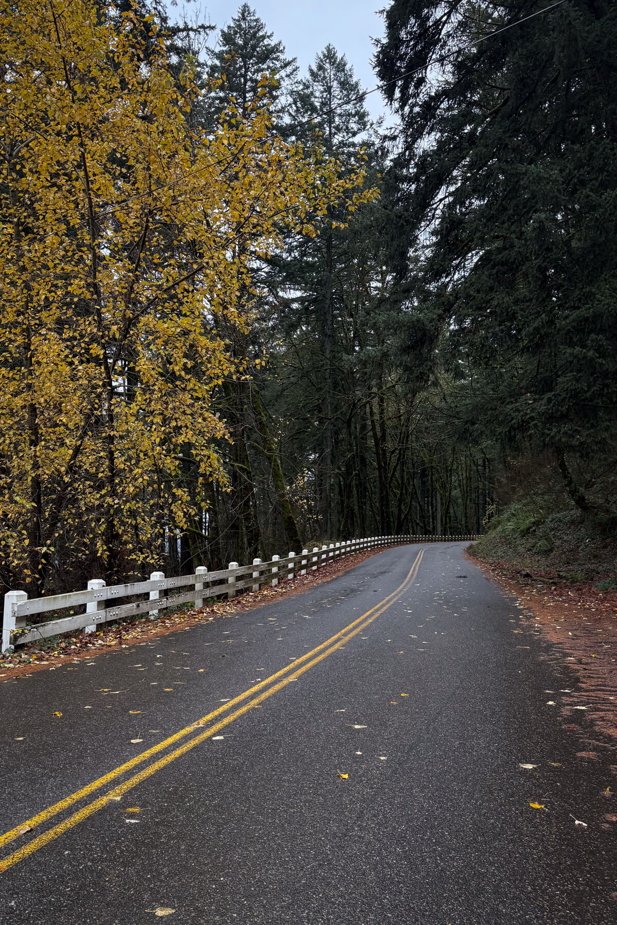 Historic Columbia River Highway Colorful trees line a wet Historic Columbia River Highway.